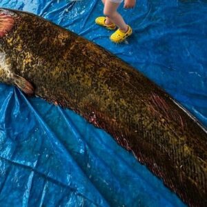 114 kilo 215 metre demirkopru baraj golunde yakalandi r9v1CjlX