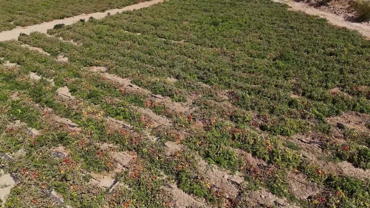 mersin buyuksehir belediyesinden ureticilere domates fidesi destegi taTDZBZU