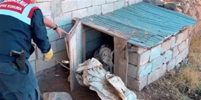 vanda kurdu zincirle baglayan sahsa 81 bin lira ceza kesildi JuMgcssq.jpg